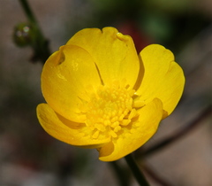 Meadow Buttercup - Photo (c) Cody Hough, some rights reserved (CC BY-NC-SA)