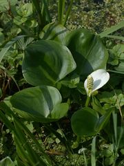 Marsh Calla - Photo (c) Bastiaan, some rights reserved (CC BY-NC-ND)