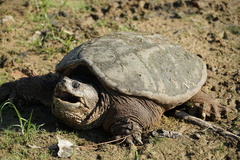 Common Snapping Turtle - Photo (c) Alyssa Harvey, some rights reserved (CC BY-NC), uploaded by Alyssa Harvey